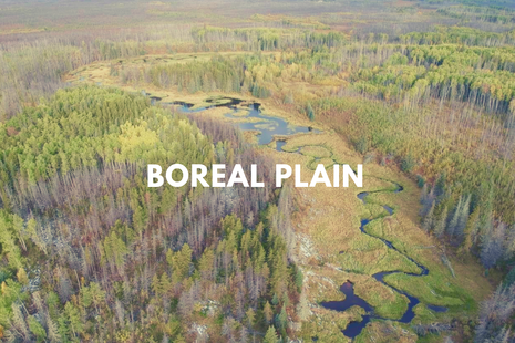 Boreal Plain: a river meanders through a meadow with forest on both sides