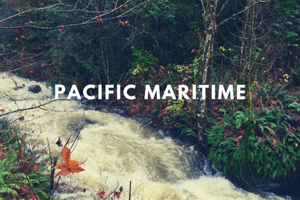 Pacific Maritime: A river flows through a lush green and red forest